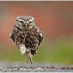 Little Owl Running by Austin Thomas Amateur Photography Club