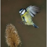 Blue Tit in Flight Amateur Photography Club