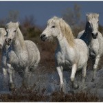 Camargue Horses Amateur Photography Club