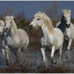 Camargue Horses Amateur Photography Club