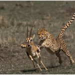 Cheetah Attack Amateur Photography Club