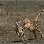 Cheetah Attack Amateur Photography Club