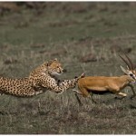 Cheetah Kill Amateur Photography Club