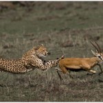 Cheetah Kill Amateur Photography Club