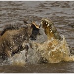 Crocodile and The Beest Amateur Photography Club