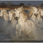 Five Go Mad In The Camargues Amateur Photography Club