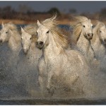 Five Go Mad In The Camargues Amateur Photography Club