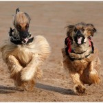 Lady And The Tramp Amateur Photography Club