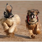 Lady And The Tramp Amateur Photography Club