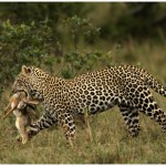 Leopard and Prey Amateur Photography Club