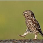 Little Owl Marching Amateur Photography Club