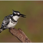 Pied Kingfisher With Fish Amateur Photography Club