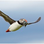 Puffin in Flight Amateur Photography Club