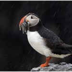 Puffin In The Rain Amateur Photography Club