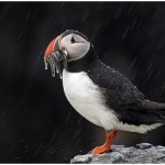 Puffin In The Rain Amateur Photography Club