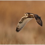 Short Eared Owl Hunting Amateur Photography Club