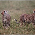 Soaking Wet Cheetahs Amateur Photography Club