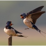 Swallows Shouting Amateur Photography Club