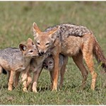 The Jackal Family Amateur Photography Club