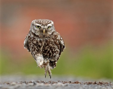 Little Owl Running by Austin Thomas Amateur Photography Club