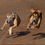 Neck & Neck by Austin Thomas Amateur Photography Club