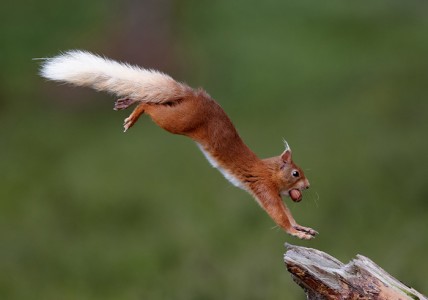 Squirrel Landing by Austin Thomas Amateur Photography Club