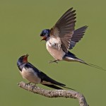 Swallows Interacting by Austin Thomas Amateur Photography Club