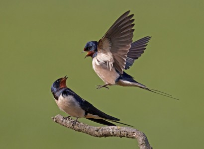 Swallows Interacting by Austin Thomas Amateur Photography Club