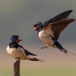 Swallows Shouting by Austin Thomas Amateur Photography Club