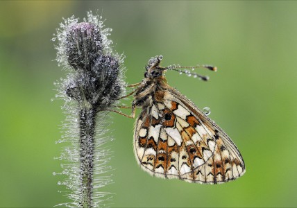Small Pearl Bordered Fritillary by Chris Hague Amateur Photography Club