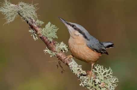 Nuthatch by Ed Roper Amateur Photography Club