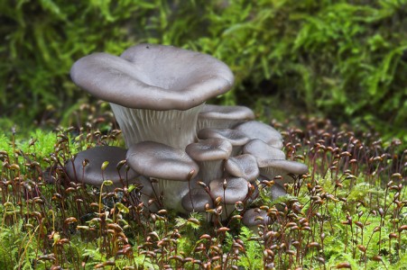 Oyster Fungi by Ed Roper Amateur Photography Club