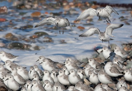 Sanderlings at Roost by Ed Roper Amateur Photography Club