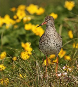 Redshank by Jo McIntyre Amateur Photography Club