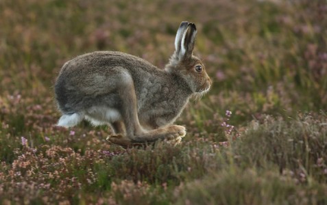 Running Mountain Hare by Jo McIntyre Amateur Photography Club