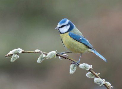Blue Tit by John Jerstice Amateur Photography Club