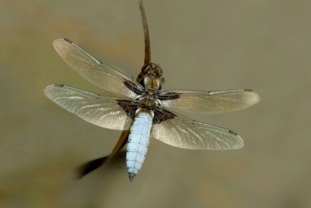 Male Broad Bodied Chaser by John Jerstice Amateur Photography Club