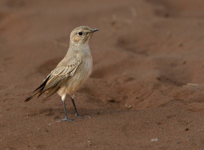 Isabelline Wheatear by Marco Pozzi Amateur Photography Club