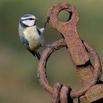 Ringed Amateur Photography Club