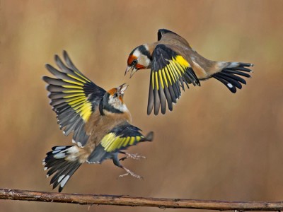 Goldfinches by Roy Rimmer Amateur Photography Club