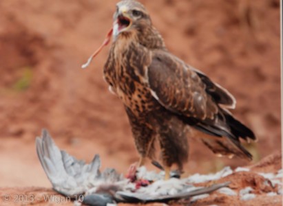 Buzzard by Roy Rimmer Amateur Photography L&CPU Competition