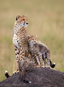Cheetah family by Austin Thomas L&CPU 2013 Digital Amateur Photography