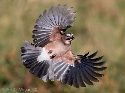Jay by Roy Rimmer L&CPU 2013 Digital Amateur Photography