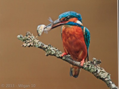 Kingfisher with two fish by Jo McIntyre Amateur Photography L&CPU Competition