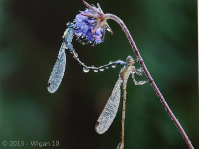 Lestes Sponsa in rain by Chris Hague Amateur Photography L&CPU Competition