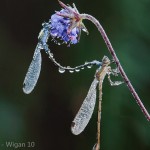 Lestes Sponsa in rain by Chris Hague Amateur Photography L&CPU Competition