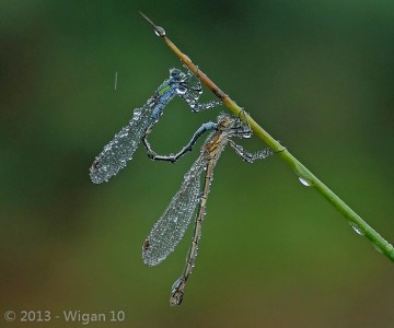Lestes Sponsa in rain by Chris Hague L&CPU 2013 Digital Amateur Photography