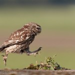 Little Owl Jumping by Austin Thomas L&CPU 2013 Digital Amateur Photography