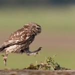 Little Owl Jumping by Austin Thomas L&CPU 2013 Digital Amateur Photography