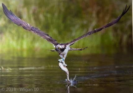 Osprey with Fish by Austin Thomas Amateur Photography L&CPU Competition